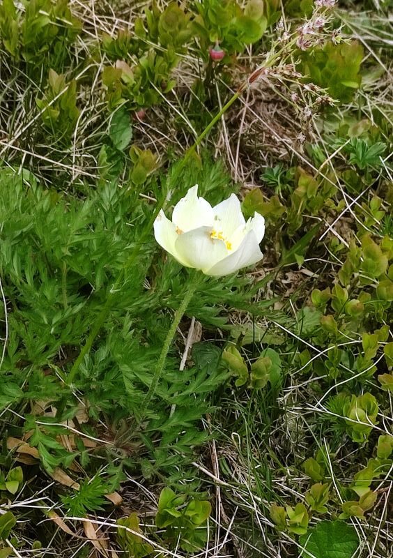 Alpen-Anemone