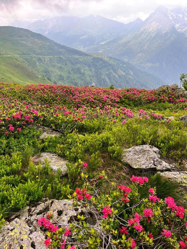 Alpenüberquerung_Wandern_durch_Alpenrosen