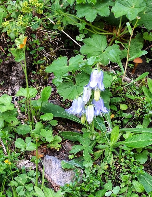 Bärtige-Glockenblume