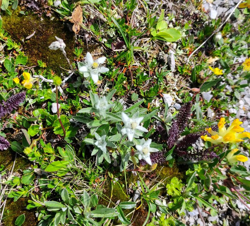 Edelweiss